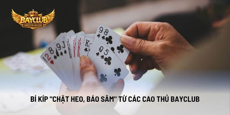 Bí Kíp "Chặt Heo, Báo Sâm" Từ Các Cao Thủ BAYCLUB