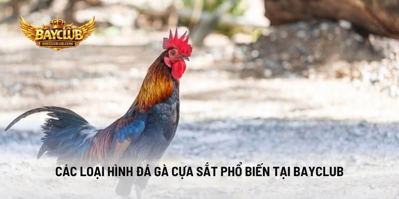 Các Loại Hình Đá Gà Cựa Sắt Phổ Biến Tại BAYCLUB