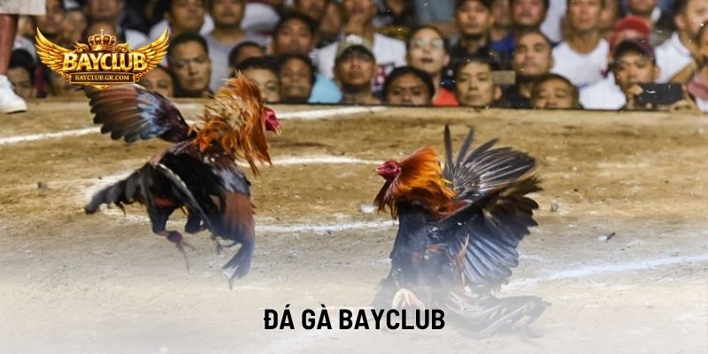 Đá Gà BAYCLUB