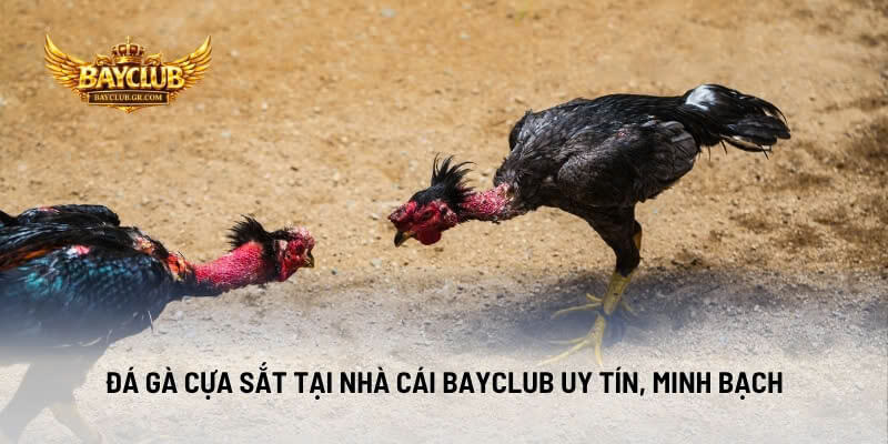 Đá Gà Cựa Sắt Tại Nhà Cái BAYCLUB Uy Tín, Minh Bạch