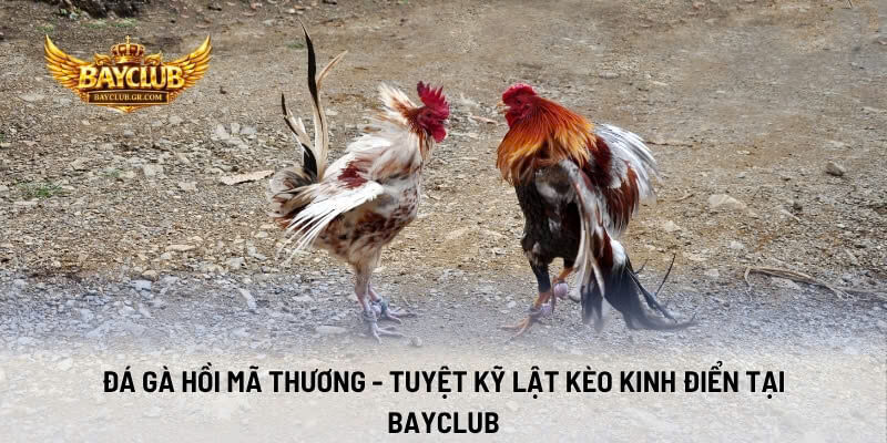 Đá Gà Hồi Mã Thương - Tuyệt Kỹ Lật Kèo Kinh Điển Tại BAYCLUB