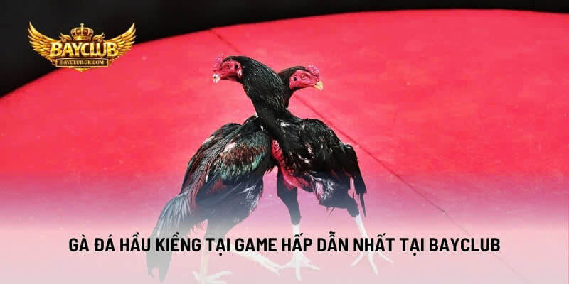 Gà Đá Hầu Kiềng Tại Game Hấp Dẫn Nhất Tại BAYCLUB