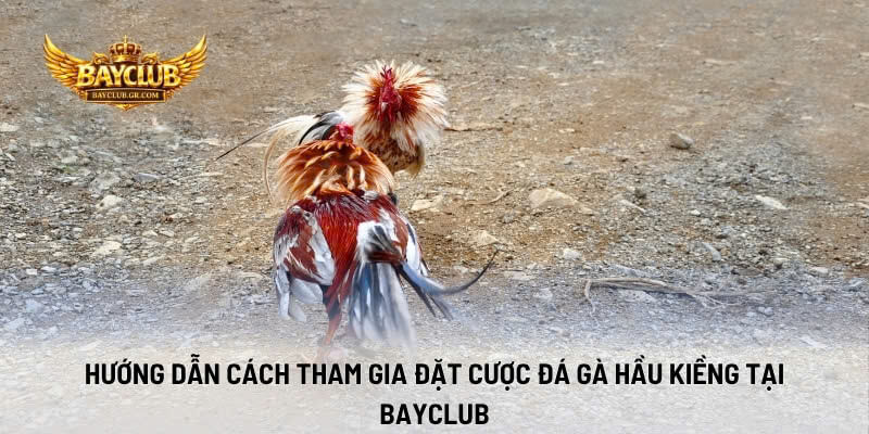 Hướng Dẫn Cách Tham Gia Đặt Cược Đá Gà Hầu Kiềng Tại BAYCLUB