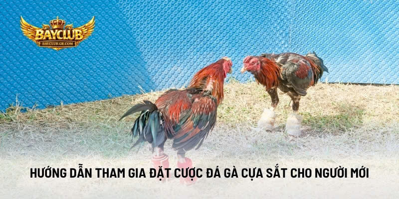 Hướng Dẫn Tham Gia Đặt Cược Đá Gà Cựa Sắt Cho Người Mới