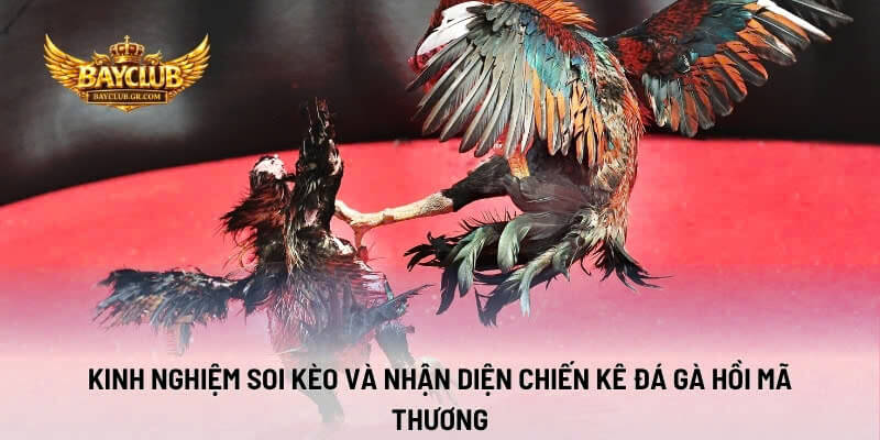 Kinh Nghiệm Soi Kèo Và Nhận Diện Chiến Kê Đá Gà Hồi Mã Thương
