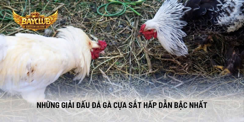 Những Giải Đấu Đá Gà Cựa Sắt Hấp Dẫn Bậc Nhất