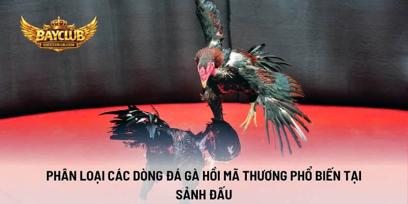 Phân Loại Các Dòng Đá Gà Hồi Mã Thương Phổ Biến Tại Sảnh Đấu